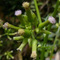 Erechtites valerianifolius (Link ex Spreng.) DC.